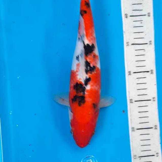 Sanke 31cm