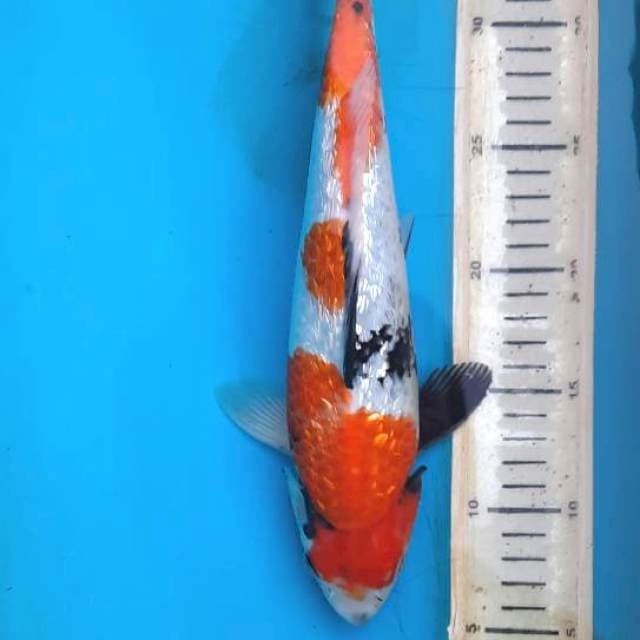 Showa gindrin 31cm