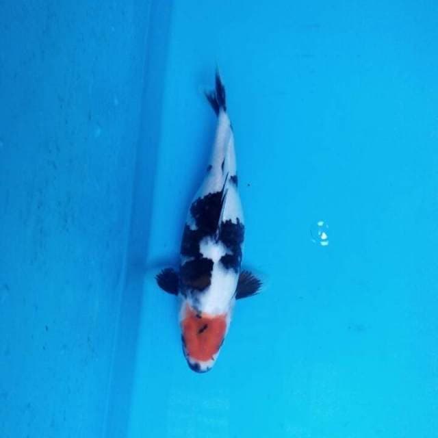 Thanco showa bulki 25cm