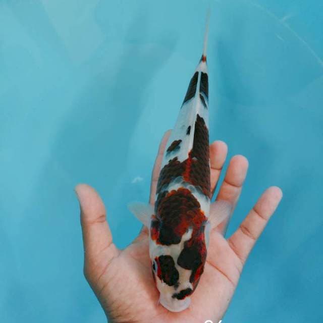 Goromo ori 26cm