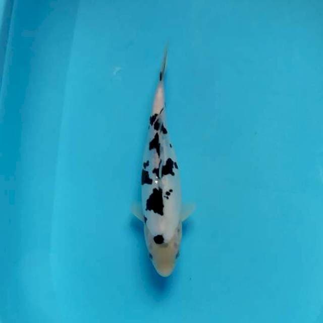 bekko doitsu 26 cm