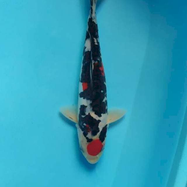maruten sanke doitsu 27 cm