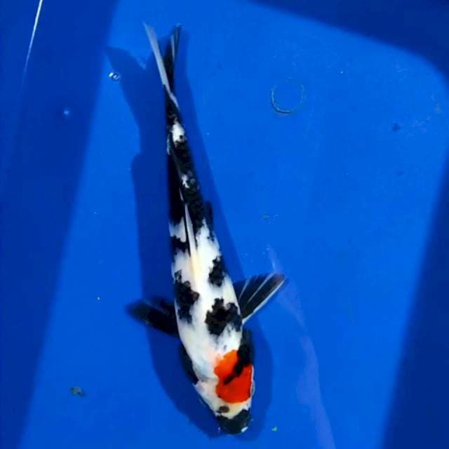Tanco Showa 18cm
