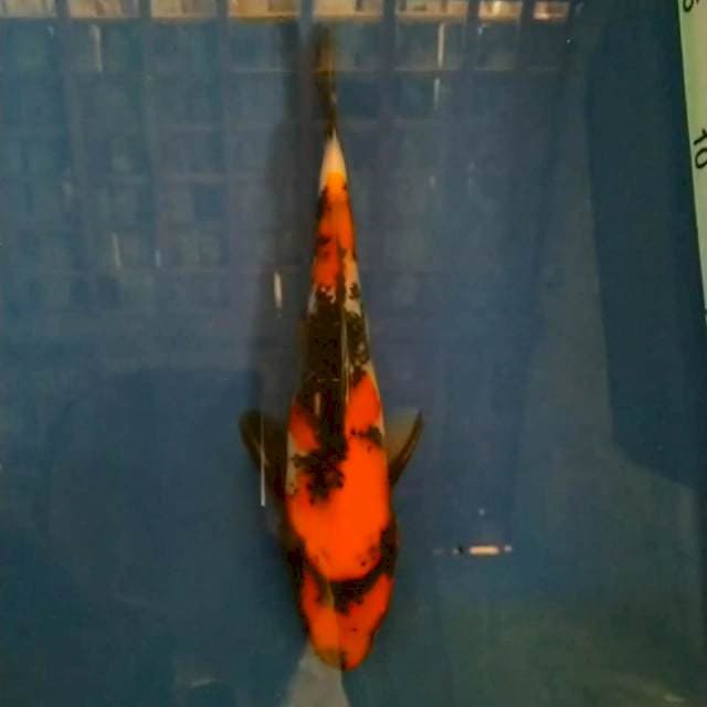 Hi Showa 20cm