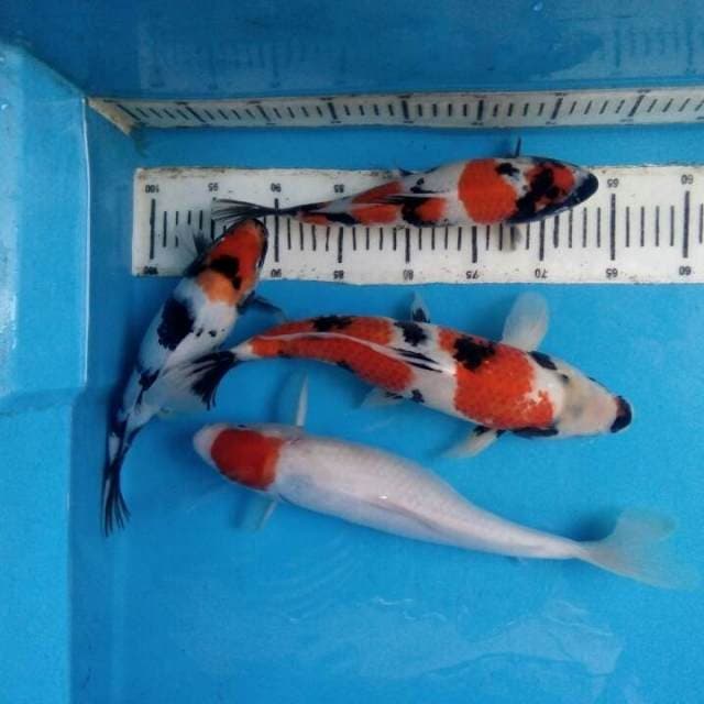 Mix 4ekor 26-37cm