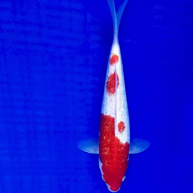 Kohaku ginrin 24cm