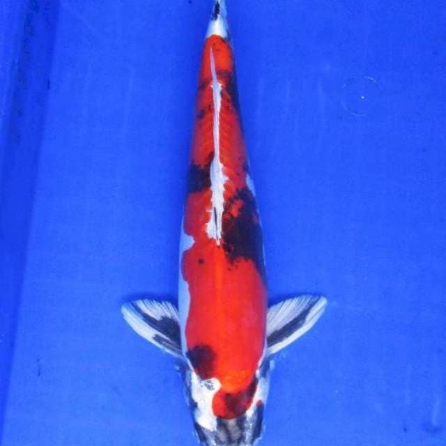 Showa doitsu hikari 35bu