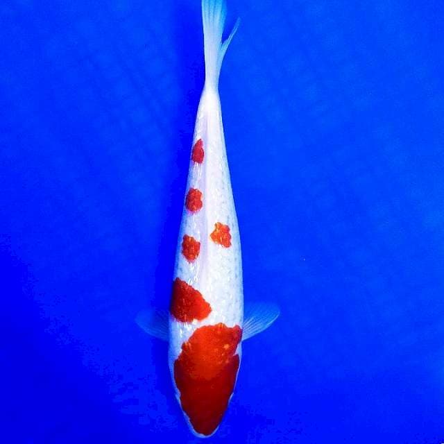 Ginrin kohaku 27cm