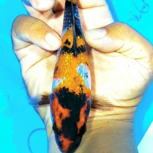 Showa 15cm