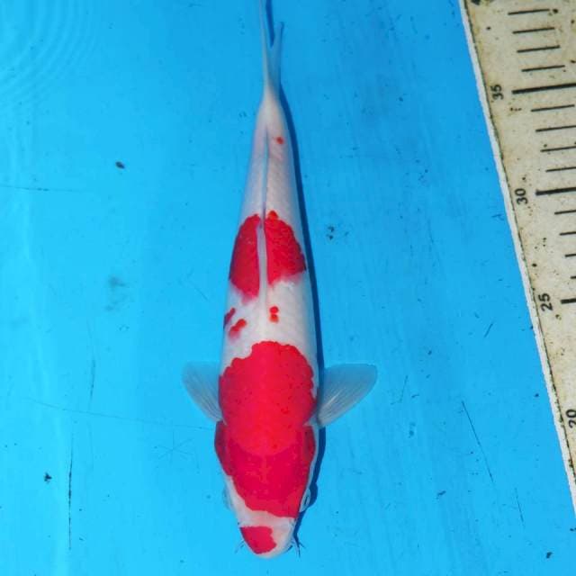 23CM MERAH PUTIH