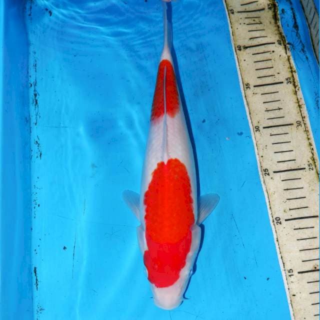 30CM KOHAKUKU