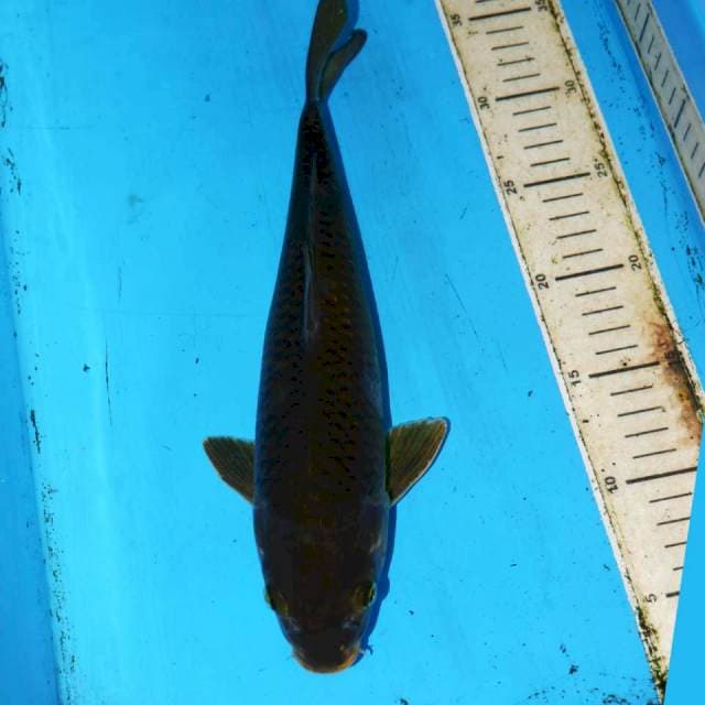 31CM BLACK PANTER