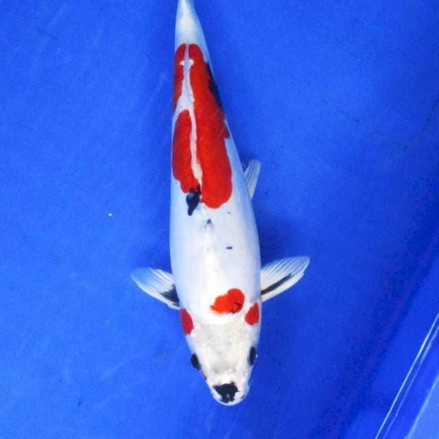 Showa doitsu hikari 35bu
