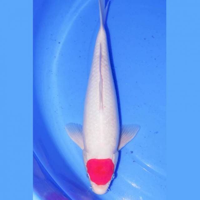 31CM TANCHO