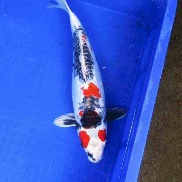 Beni kikokuryu ±40bu