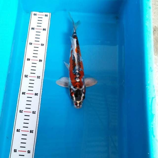 Red kiko full metalic