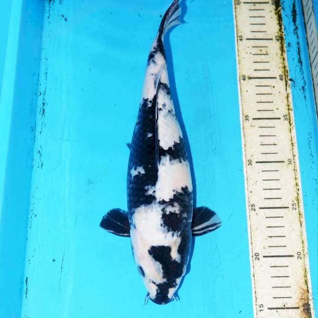 SENSASHIRO 32cm