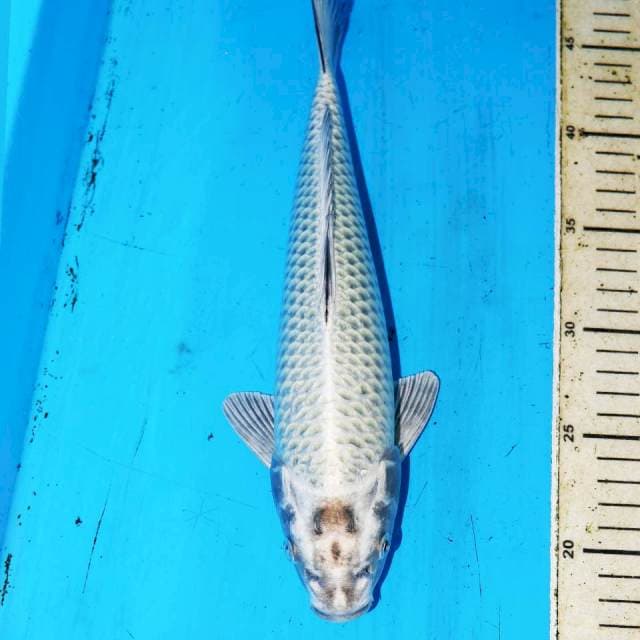 SILVER MUKASI 31cm