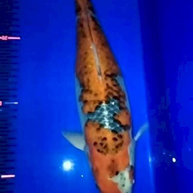 Jumbo goshiki 40cm