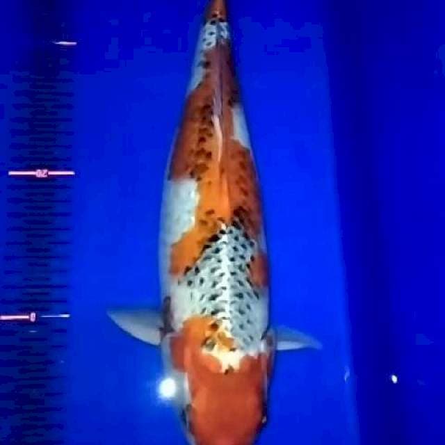 Jumbo goshiki 40cm
