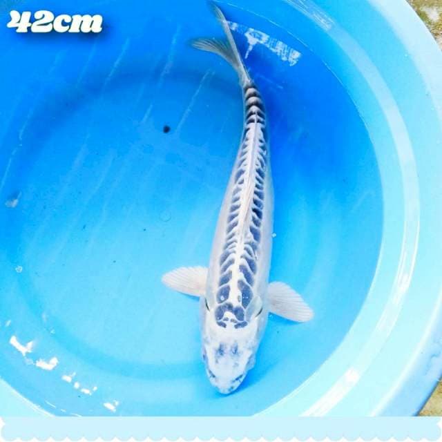 Whait mishuo f42cm
