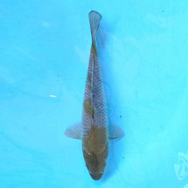 Midori Shigure 22 cm