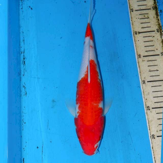 KOHAKU