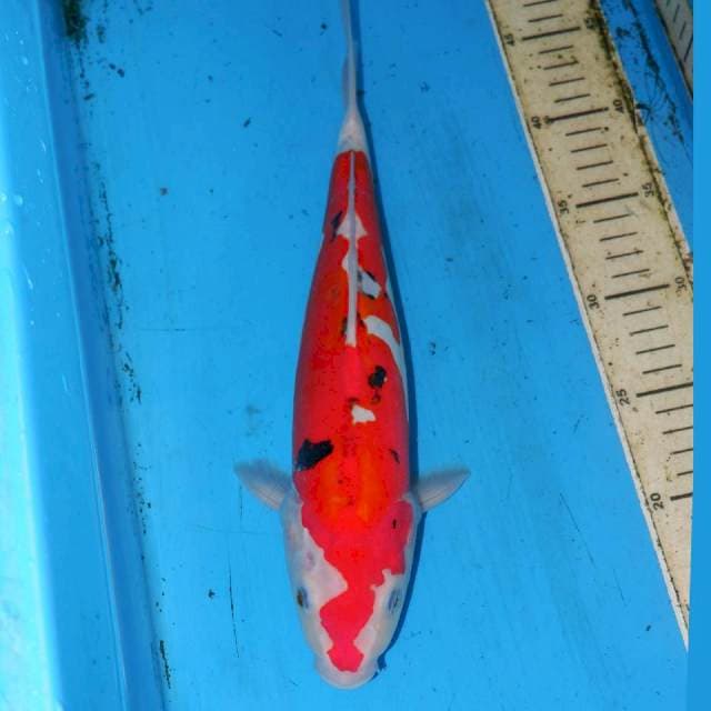 33cm DOITSU OK