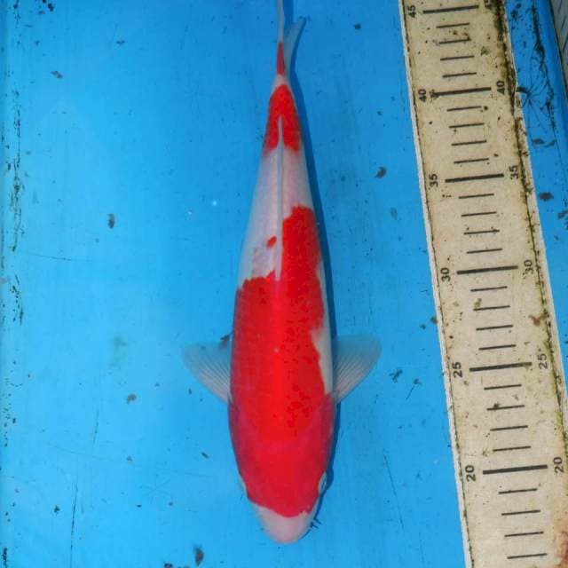 KOHAKU