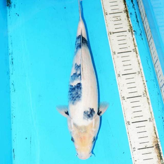 34cm F1 TATEGOI SHIRO