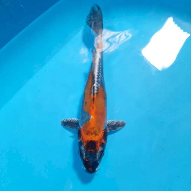 Kikokuryu 24cm