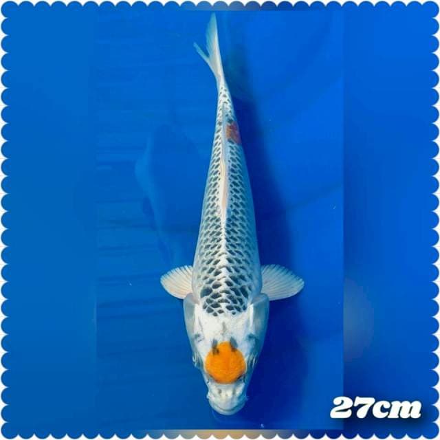 Tc kojaku 27cm