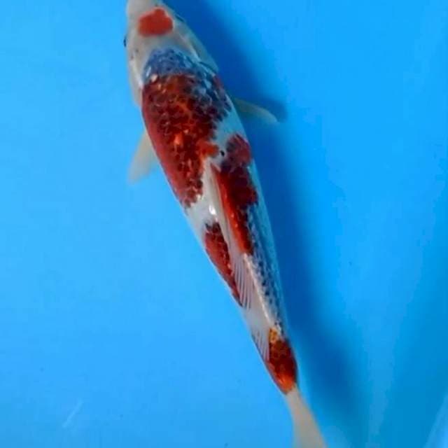 Goshiki ginrin 34cm joos