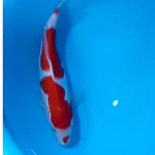 Doitsu kohaku strong ORI