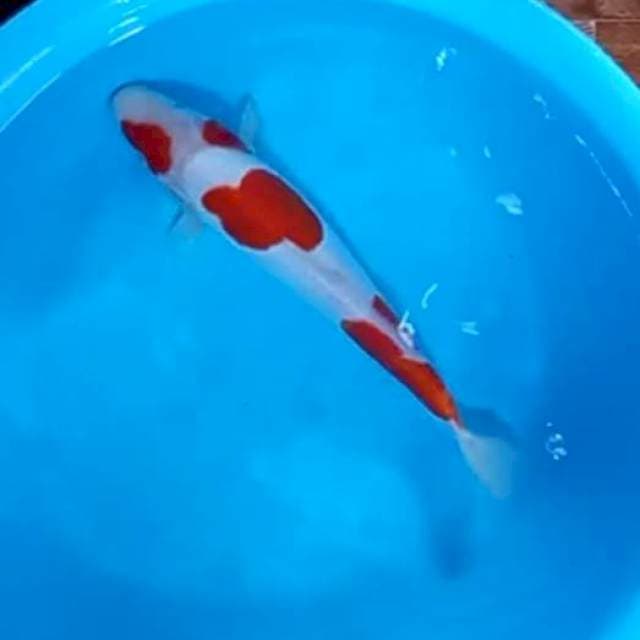 Doitsu kohaku strong ORI