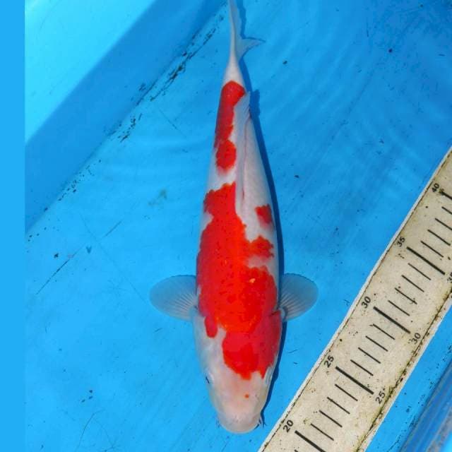 KOHAKU ABSTRAK
