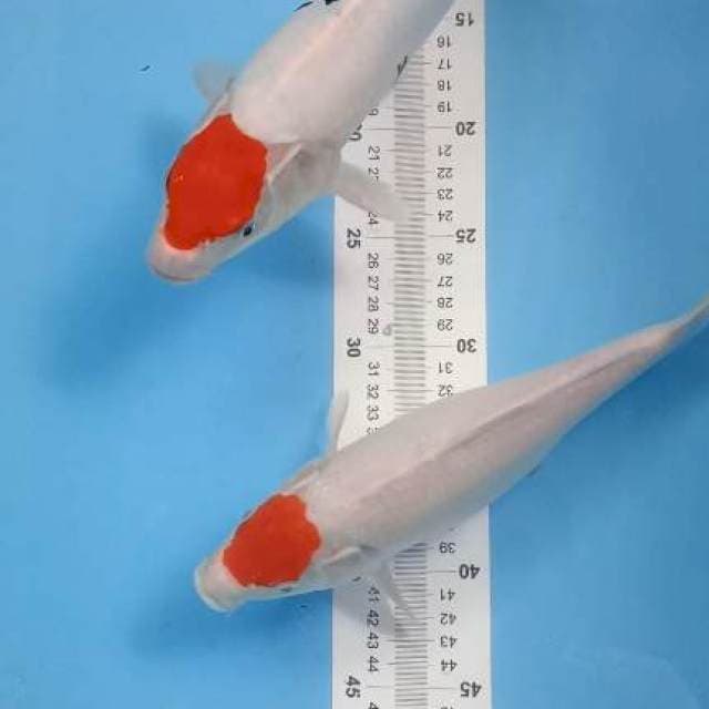 tancho sanke & kohaku ori