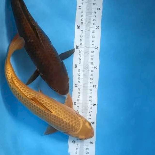 38-39cm cagoi vs karashi