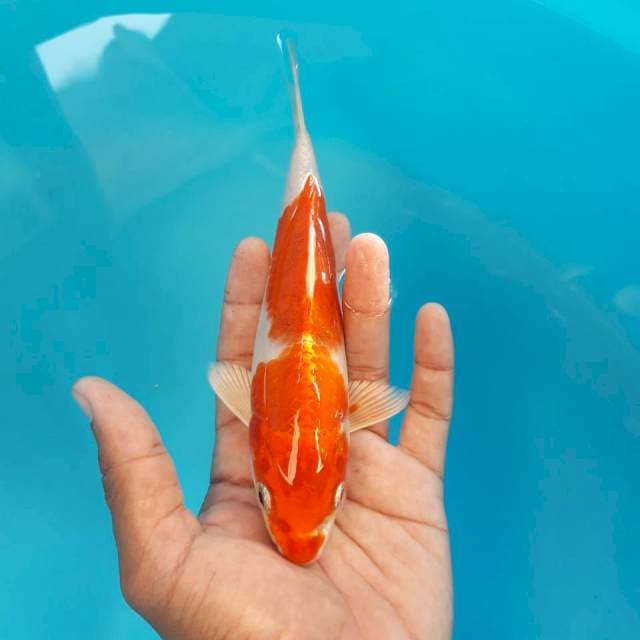 Ai Goromo Hikari 19cm