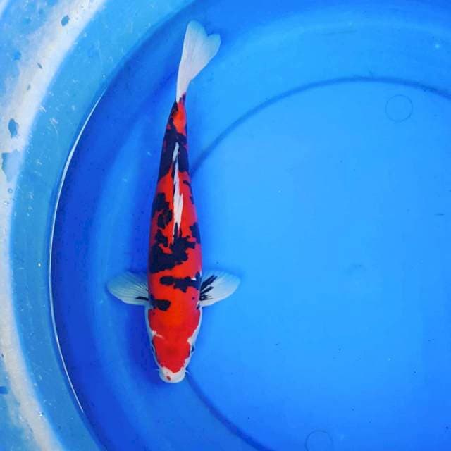 DOITSU MURNI SHOWA 30CM