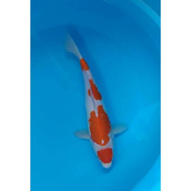 kohaku 35 cm