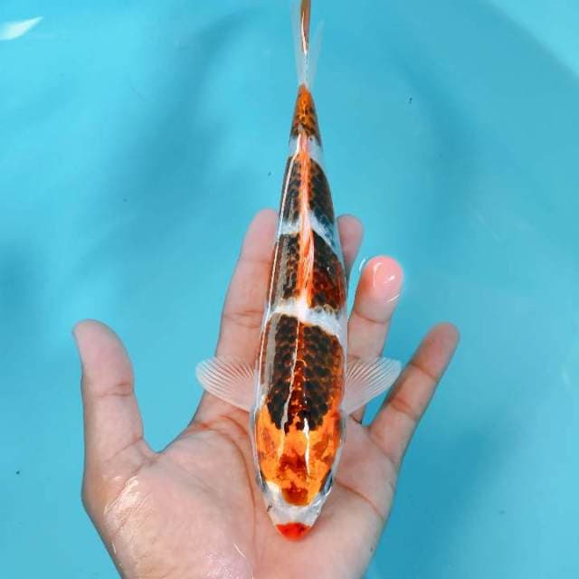 KUKAJU25CM