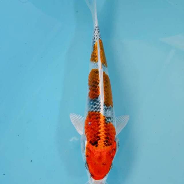 KUJAKU25CM