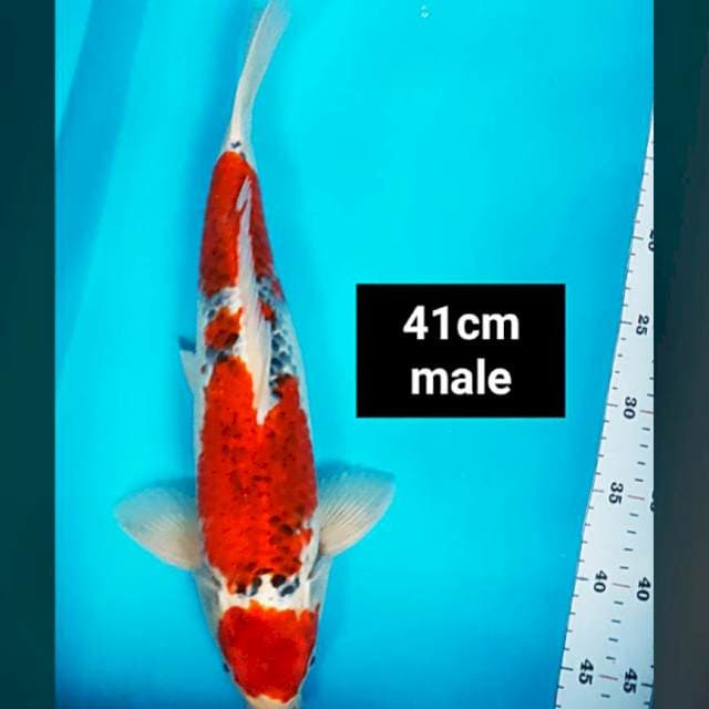Goshiki strong 41cm male