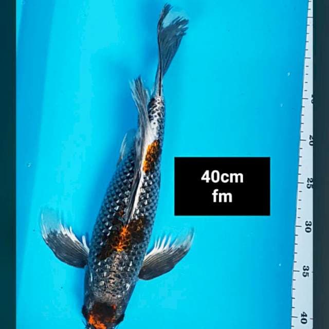 Kumpay antik ginrin 40cm