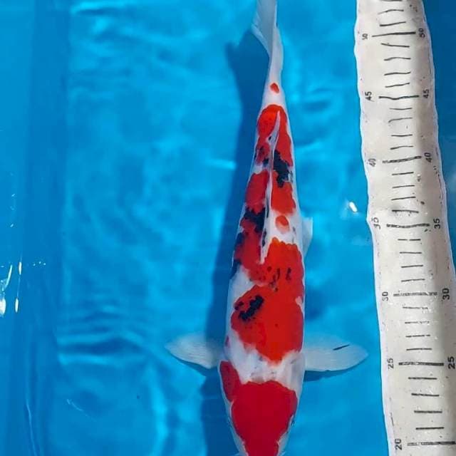 SANKE 33 CM