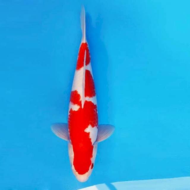 TORA 2 ~ Kohaku™