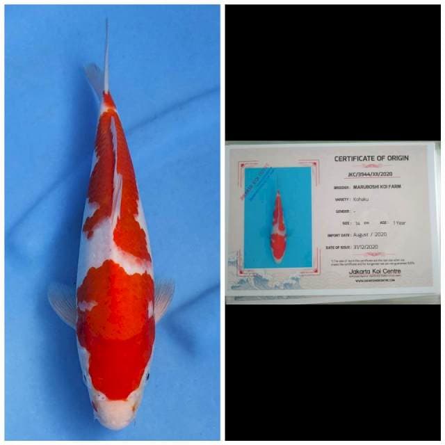 Maruboshi Kohaku