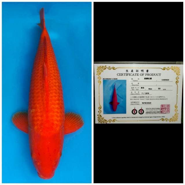 Ogata Jumbo Male Benigoi Ginrin