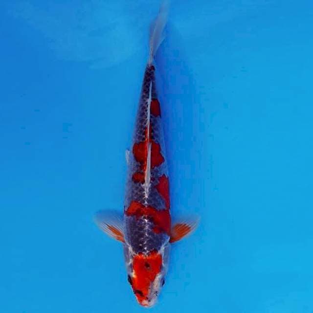 MAGURO 1 - GOSHIKI ®